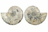 Cut & Polished, Agatized Ammonite Fossil - Madagascar #212970-1